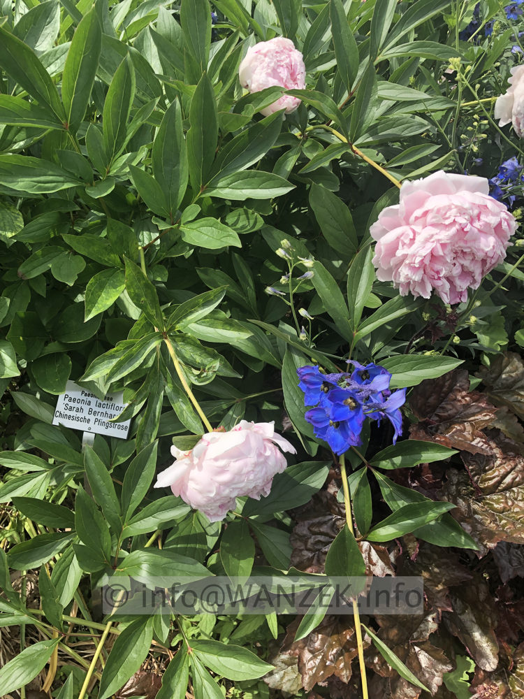 Paeonia lactiflora Sarah Bernhard 01.JPG